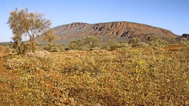 Der Mount Augustus - größer als sein berühmter Bruder, der Uluru